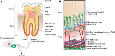 The anatomy, neurophysiology, and cellular mechanisms of intradental sensation